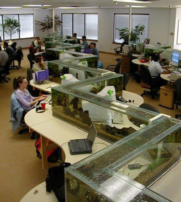 Other Office Fish Tanks Stunning On Other With Regard To Aquarium Doubles As Desk Divider TwistedSifter 0 Office Fish Tanks