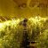 Other Basement Grow Room Design Astonishing On Other Intended How To Build Your Indoor Marijuana Grasscity Magazine 22 Basement Grow Room Design