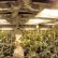 Basement Grow Room Design Fine On Other In The 21 Best Growroom Tips And Tricks From Pros High Times 1