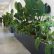 Interior Interior Office Plants Astonishing On For What About A Plant Box Wall Pinteres 13 Interior Office Plants