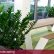 Interior Office Plants Beautiful On With Regard To B Weup Co 1