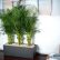 Interior Interior Office Plants Fresh On With Regard To Indoor Plantscapes 19 Interior Office Plants