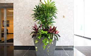 Interior Office Plants