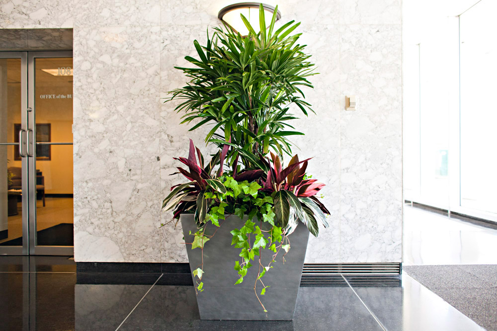 Interior Interior Office Plants Innovative On Intended Plant Services And Rentals Phillip S 0 Interior Office Plants