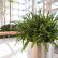 Interior Interior Office Plants Modern On And Design Ideas Beautiful From Phillips 17 Interior Office Plants