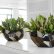 Interior Interior Office Plants Stylish On Intended Stunning Bespoke Range Of PHS Greenleaf 22 Interior Office Plants