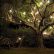 Other Tree Lighting Ideas Charming On Other Landscape Innovafuer With Regard To 24 Tree Lighting Ideas