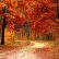 Other Fall Nature Backgrounds Modest On Other Wallpapers Pexels Free Stock Photos 19 Fall Nature Backgrounds