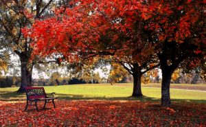 Fall Nature Backgrounds