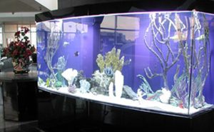 Office Aquariums