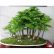 Office Bonsai Tree Amazing On Intended Juniper Seeds Jack 5