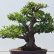 Office Bonsai Tree Amazing On Throughout Seeds Pomegranate Dwarf Flowering Fruit 4