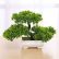 Office Office Bonsai Tree Brilliant On Amazon Com Zehui Mini Creative Artificial Plant 24 Office Bonsai Tree