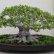 Office Office Bonsai Tree Excellent On Intended For Ginseng Ficus The Perfect Beginner Dengarden 14 Office Bonsai Tree