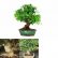 Office Bonsai Tree Exquisite On Pertaining To Golden Gate Ficus Plant Indoor Home Or 15 Years 2