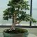 Office Office Bonsai Tree Fresh On Intended For Design Good 22 Office Bonsai Tree