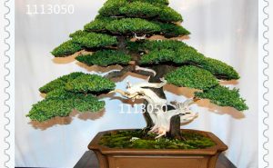 Office Bonsai Tree