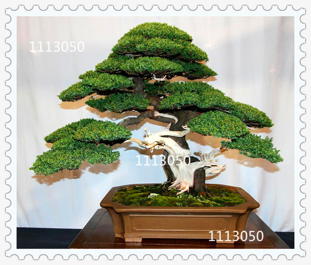 Office Office Bonsai Tree Imposing On For 50 Juniper Seeds Potted Flowers Purify The 0 Office Bonsai Tree