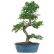 Office Office Bonsai Tree Lovely On And Chinese Elm 12 Years Old 16 To 20 In Ceramic Pot 21 Office Bonsai Tree