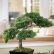 Office Office Bonsai Tree Modern On In For The How To Decor Your With 28 Office Bonsai Tree