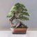 Office Office Bonsai Tree Modest On Aliexpress Com Buy 20 Juniper Seeds Potted Flowers 19 Office Bonsai Tree