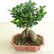 Office Office Bonsai Tree Modest On And 2018 Exotic Banyan Seed Desk Ficus Ginseng 23 Office Bonsai Tree
