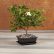 Office Office Bonsai Tree Simple On Gardenia Indoor Plants By Plant Type 26 Office Bonsai Tree