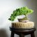 Office Office Bonsai Tree Stunning On Shohin Juniper Squamata With Jin FREE Express Delivery 11 Office Bonsai Tree