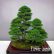 Office Office Bonsai Tree Unique On Intended For Best Selling 50 Pieces Pack Juniper Potted Flowers 10 Office Bonsai Tree
