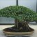 Office Office Bonsai Tree Wonderful On For Waterboard Me 17 Office Bonsai Tree