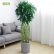 Office Office Pot Plants Astonishing On Intended Bamboo Cage Seed Large Room Indoor Air 9 Office Pot Plants
