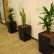 Office Pot Plants Astonishing On Intended For Plant Pots Enchanting Large Slim Planters A 1