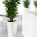 Office Pot Plants Beautiful On In High Quality Planter Pots Containers UAE Middle East 3