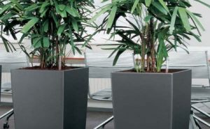 Office Pot Plants