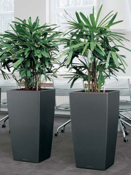 Office Office Pot Plants Charming On With Indoor House For Sale Online UK Wide Delivery 0 Office Pot Plants