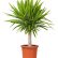 Office Pot Plants Creative On With Indoor Suitable For An Environment Small Ideas 4