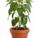 Office Office Pot Plants Creative On With Regard To Image Result For Potted Circuit Garage Pinterest Mount 25 Office Pot Plants