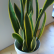 Office Office Pot Plants Excellent On Regarding 20 Indoor That Can Improve Your Environment Small 10 Office Pot Plants