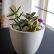 Office Office Pot Plants Fresh On Inside Succulent Set Of 2 Only For Bangalore Delivery GreenMyLife 29 Office Pot Plants