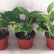 Office Office Pot Plants Interesting On Intended For 3 Golden Devils Ivy Pothos 4 Indoor Home Best Gift 28 Office Pot Plants