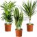 Office Office Pot Plants Plain On In Indoor Plant Mix 3 House Live Potted 11 Office Pot Plants