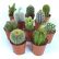 Office Office Pot Plants Simple On Intended Cactus Mix 10 House Live Indoor Plant 15 Office Pot Plants