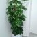 Office Office Pot Plants Wonderful On Plant Ideas Landscaping Company Indoor U A E 20 Office Pot Plants
