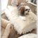 Furniture Designer Dog Bed Furniture Marvelous On Pertaining To Collection Of Stylish Beds Amazing Ideas Fancy 23 Designer Dog Bed Furniture